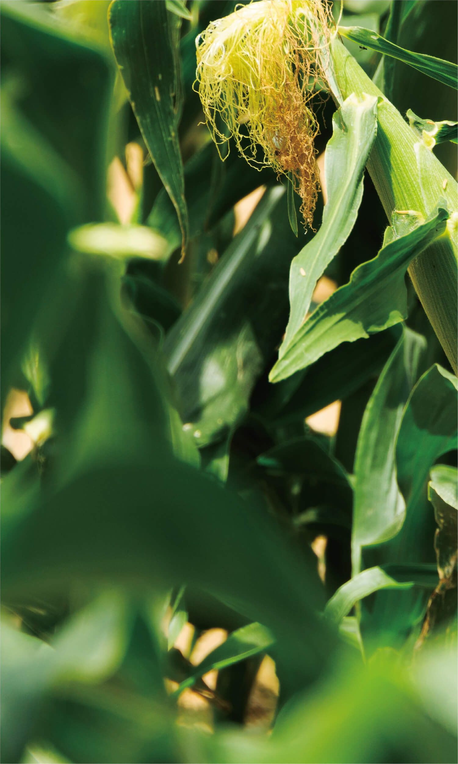 モバイルメイン画像